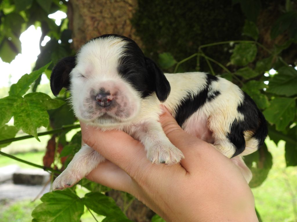 De L'étang Au Miroir - Chiot disponible  - Cocker Spaniel Anglais