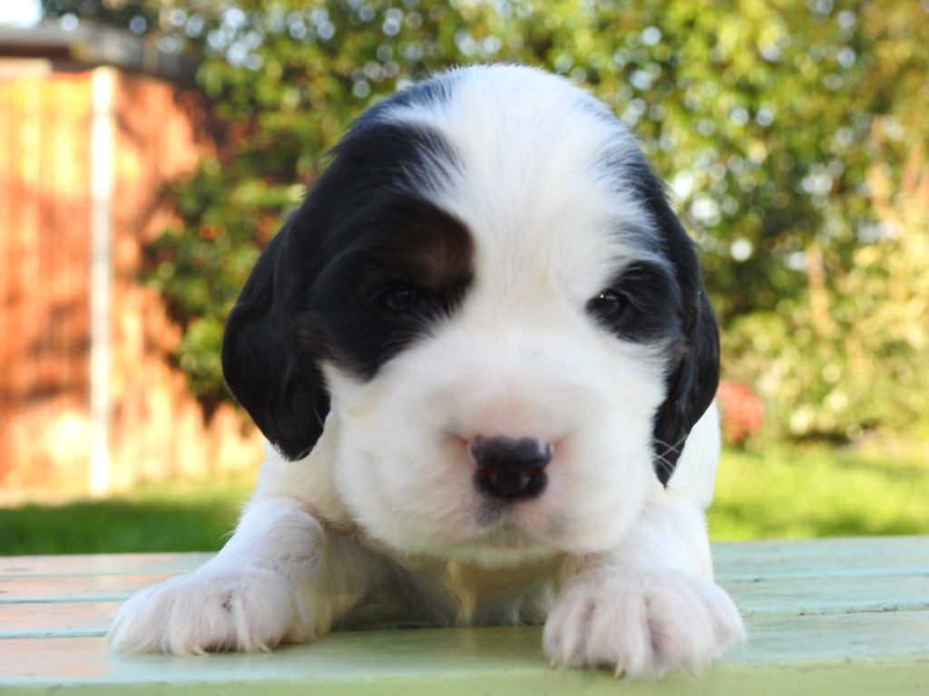 De L'étang Au Miroir - Chiot disponible  - Cocker Spaniel Anglais