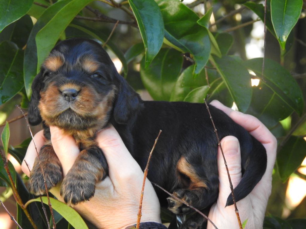 De L'étang Au Miroir - Chiot disponible  - Cocker Spaniel Anglais