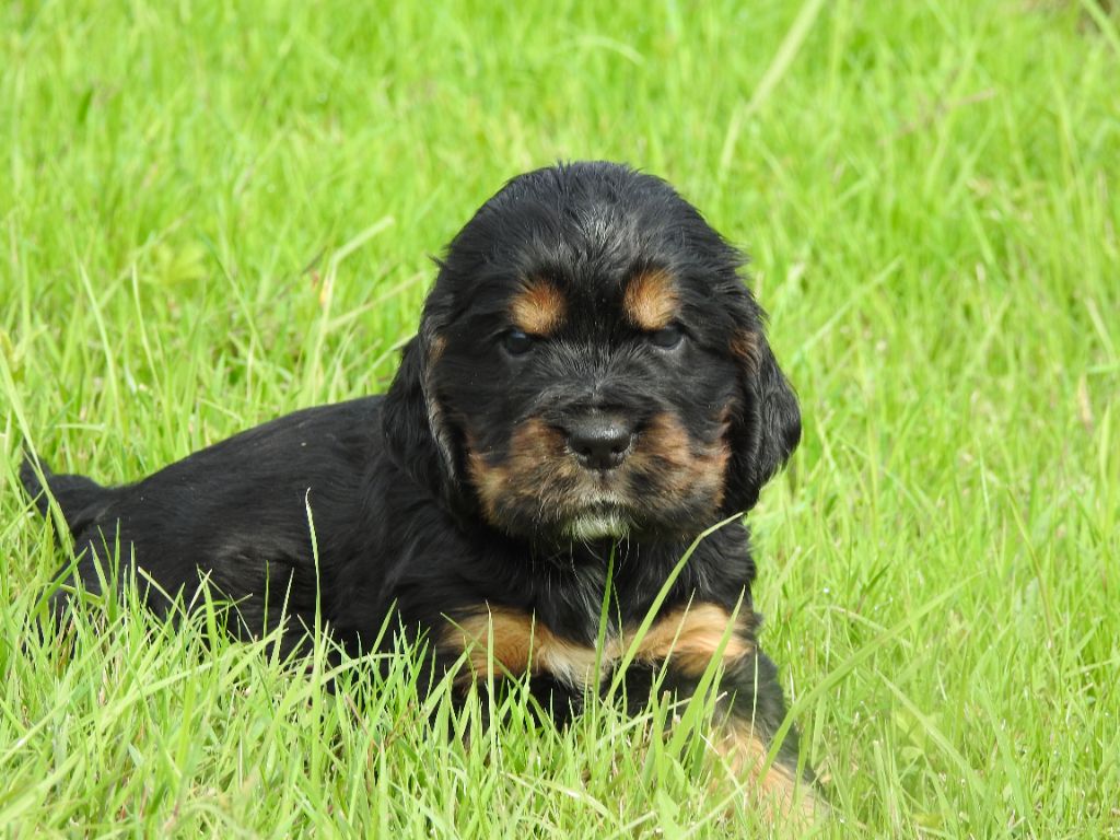 chiot Cocker Spaniel Anglais De L'étang Au Miroir