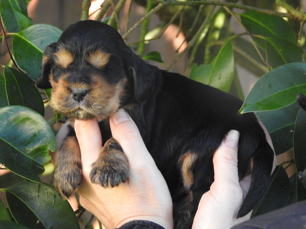 chiot Cocker Spaniel Anglais De L'étang Au Miroir