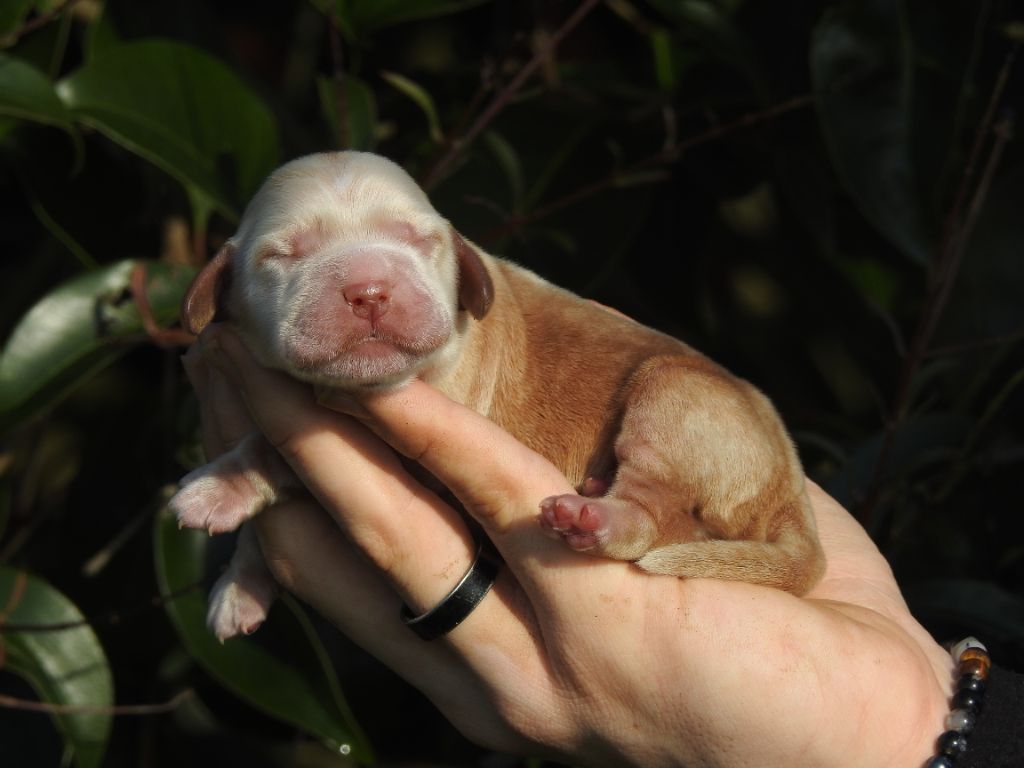 De L'étang Au Miroir - Chiot disponible  - Cocker Spaniel Anglais