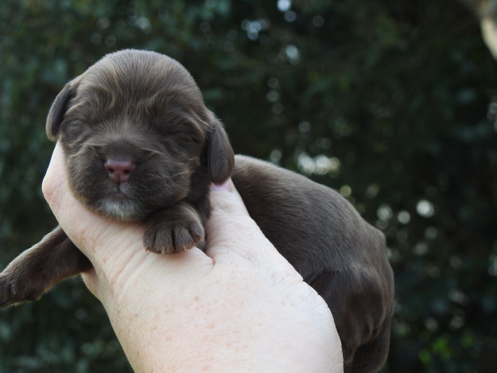 De L'étang Au Miroir - Chiot disponible  - Cocker Spaniel Anglais