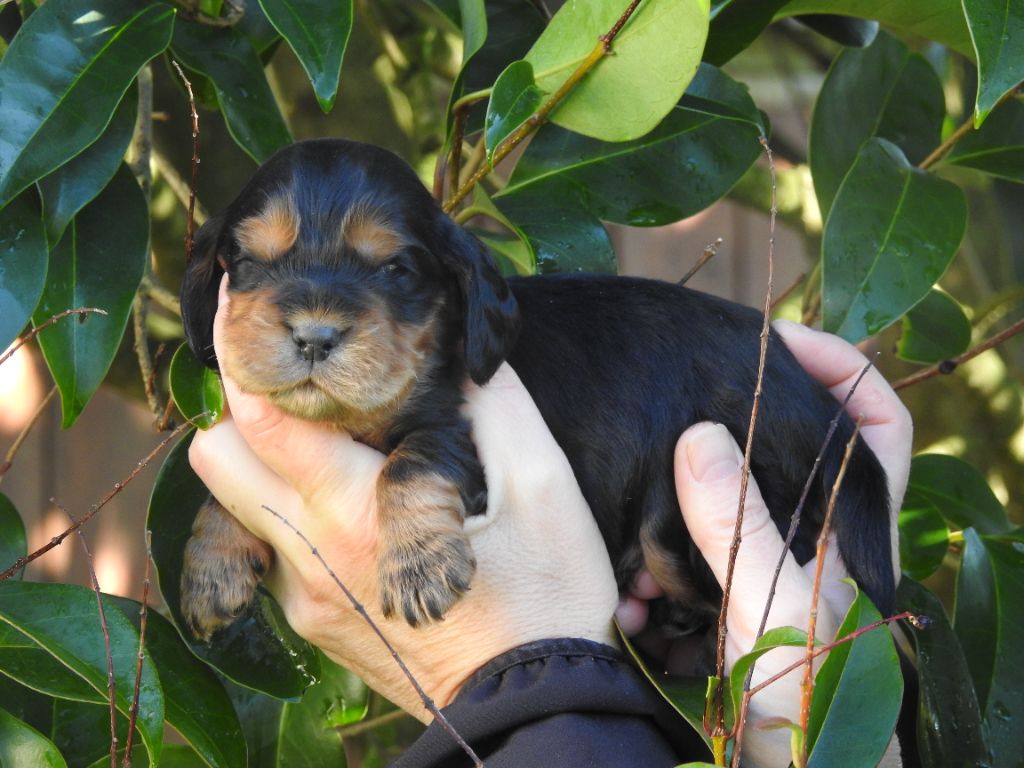 De L'étang Au Miroir - Chiot disponible  - Cocker Spaniel Anglais