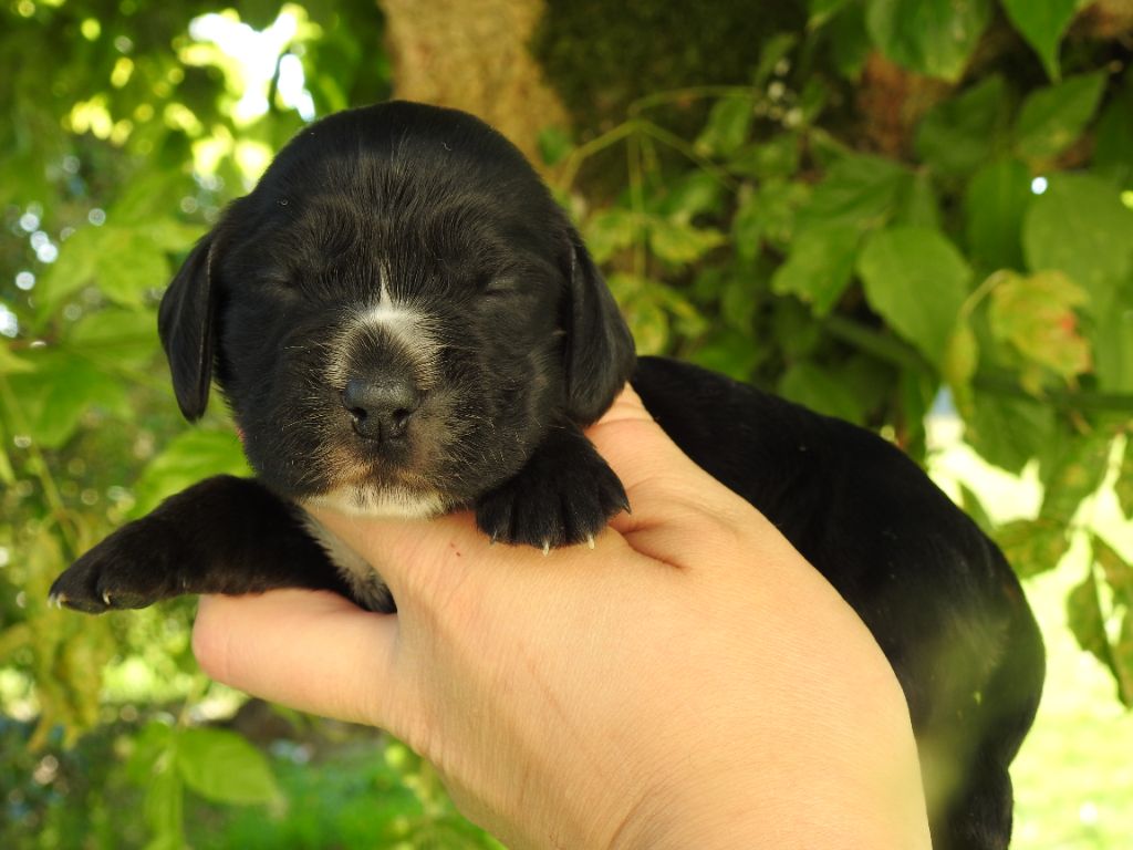 De L'étang Au Miroir - Chiot disponible  - Cocker Spaniel Anglais