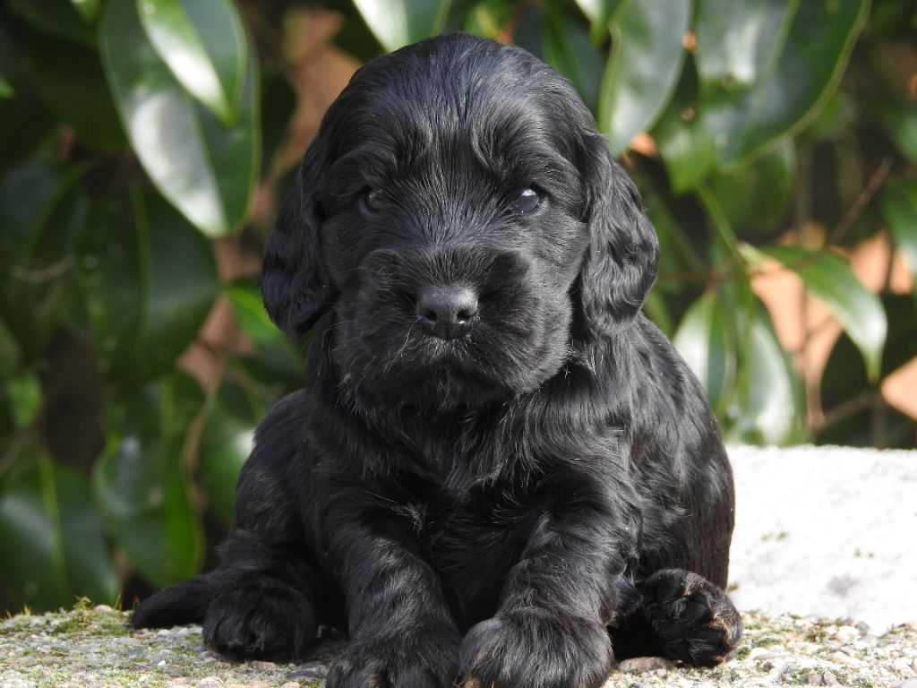 De L'étang Au Miroir - Chiot disponible  - Cocker Spaniel Anglais