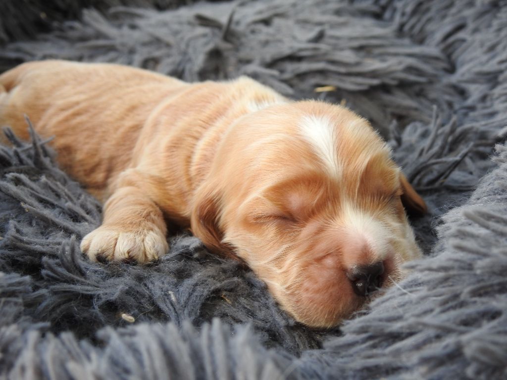 De L'étang Au Miroir - Chiot disponible  - Cocker Spaniel Anglais