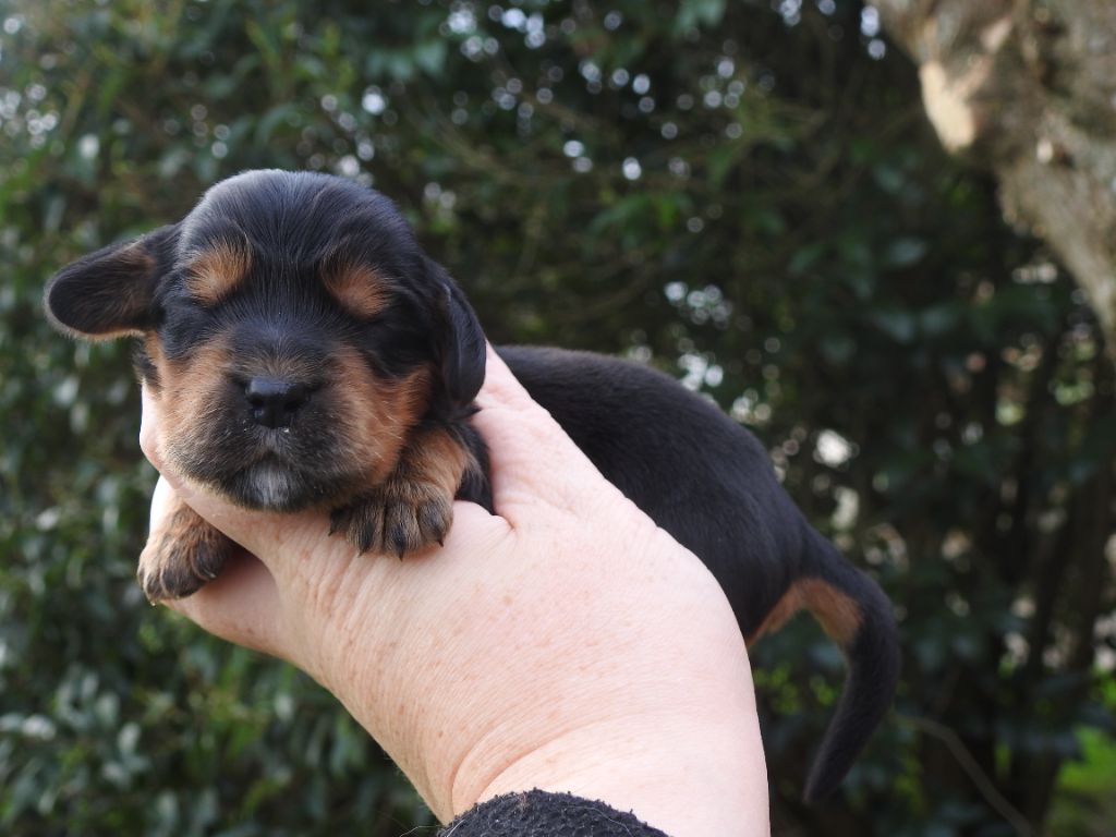 De L'étang Au Miroir - Chiot disponible  - Cocker Spaniel Anglais