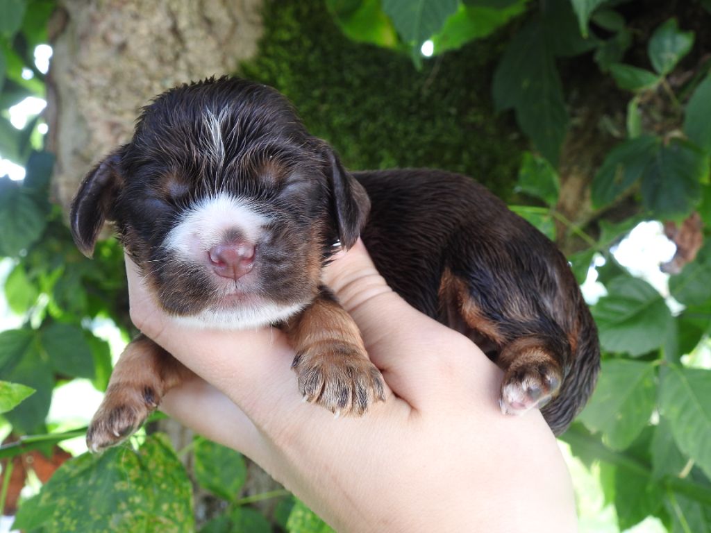 De L'étang Au Miroir - Chiot disponible  - Cocker Spaniel Anglais