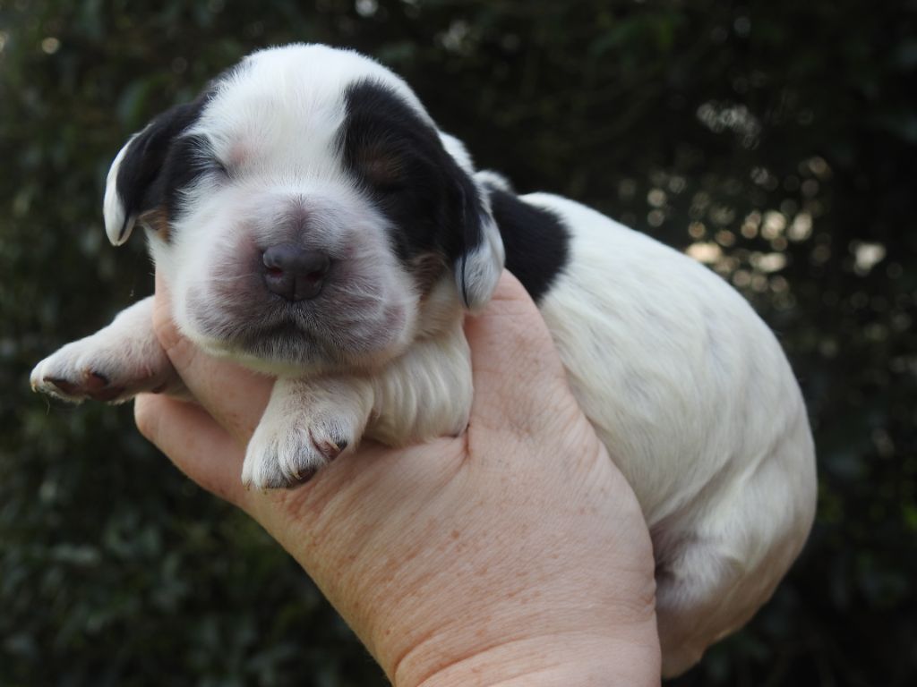 De L'étang Au Miroir - Chiot disponible  - Cocker Spaniel Anglais