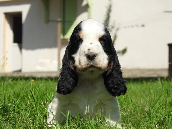 De L'étang Au Miroir - Chiot disponible  - Cocker Spaniel Anglais