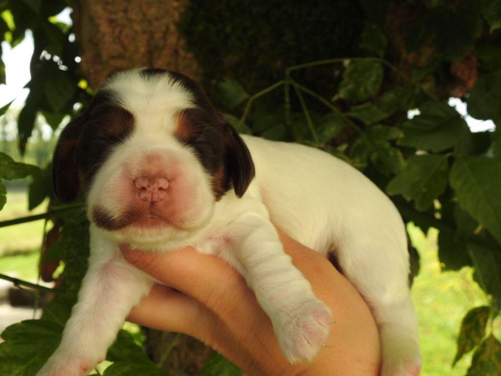 De L'étang Au Miroir - Chiot disponible  - Cocker Spaniel Anglais