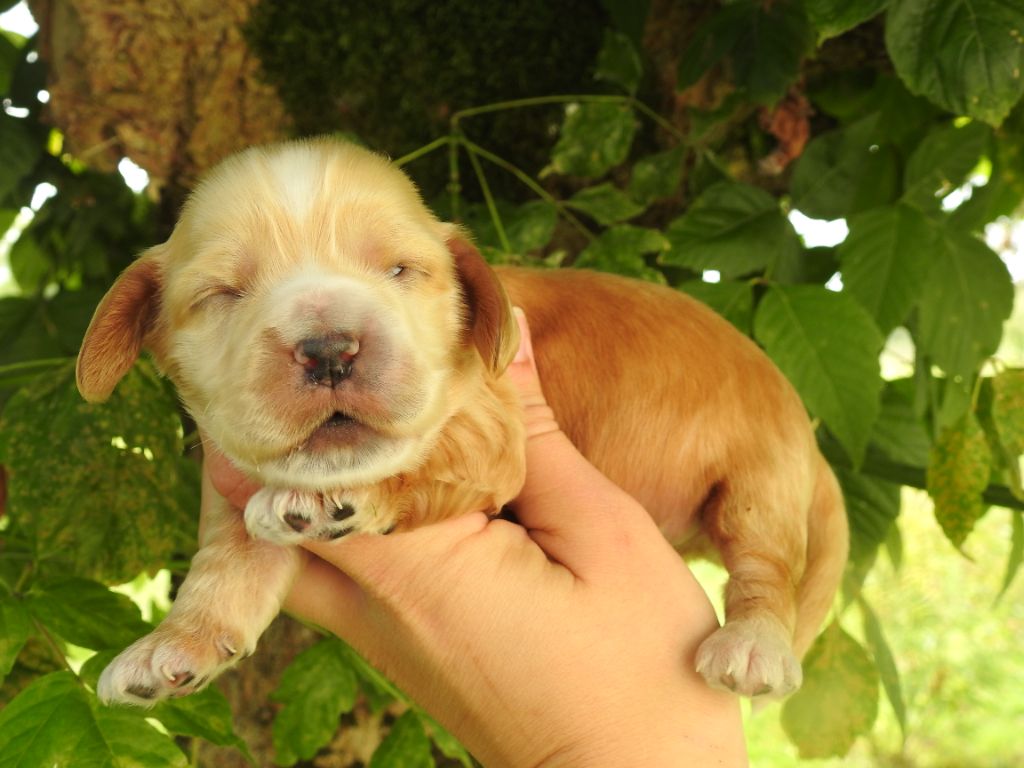 chiot Cocker Spaniel Anglais De L'étang Au Miroir