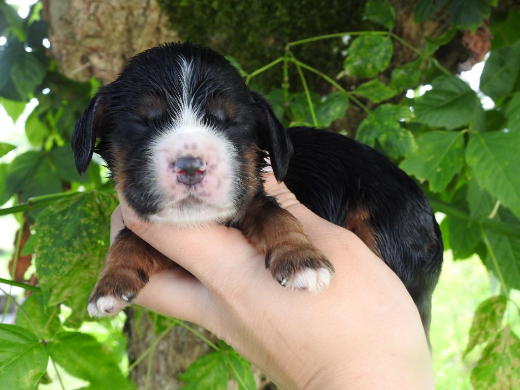 De L'étang Au Miroir - Chiot disponible  - Cocker Spaniel Anglais