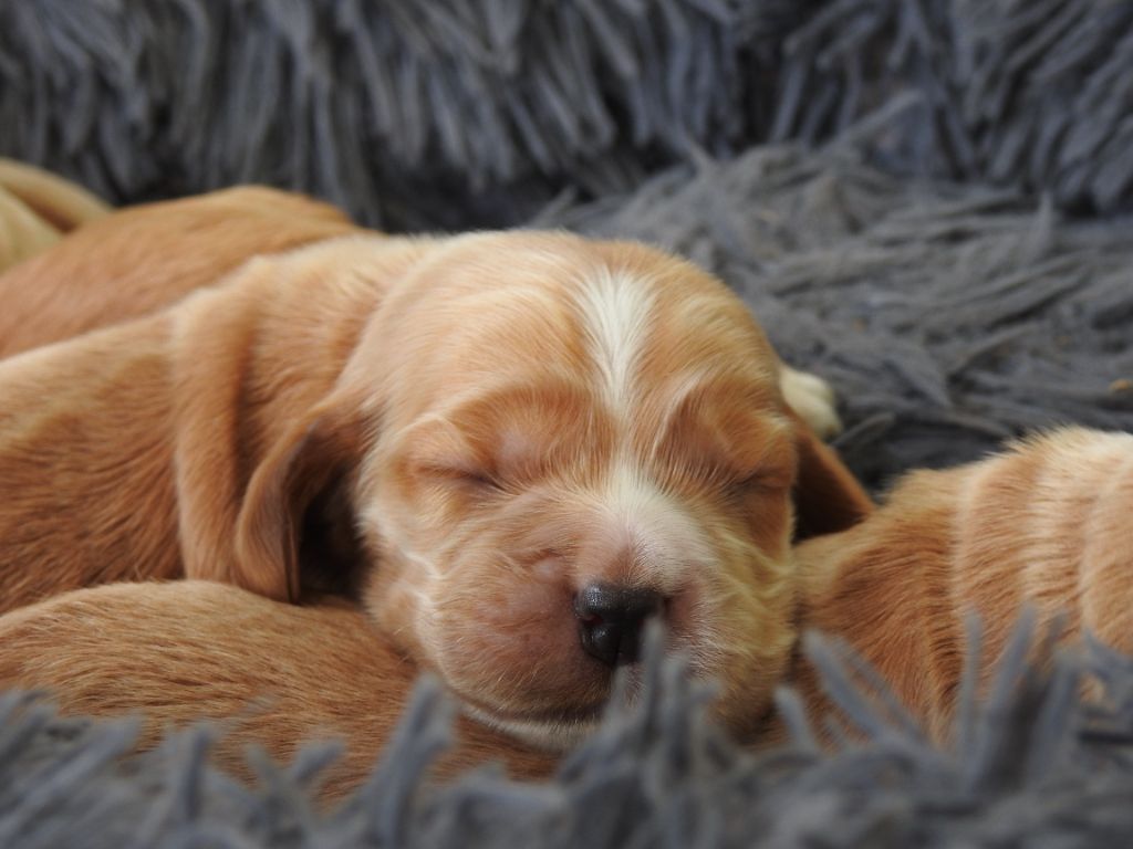 De L'étang Au Miroir - Chiot disponible  - Cocker Spaniel Anglais