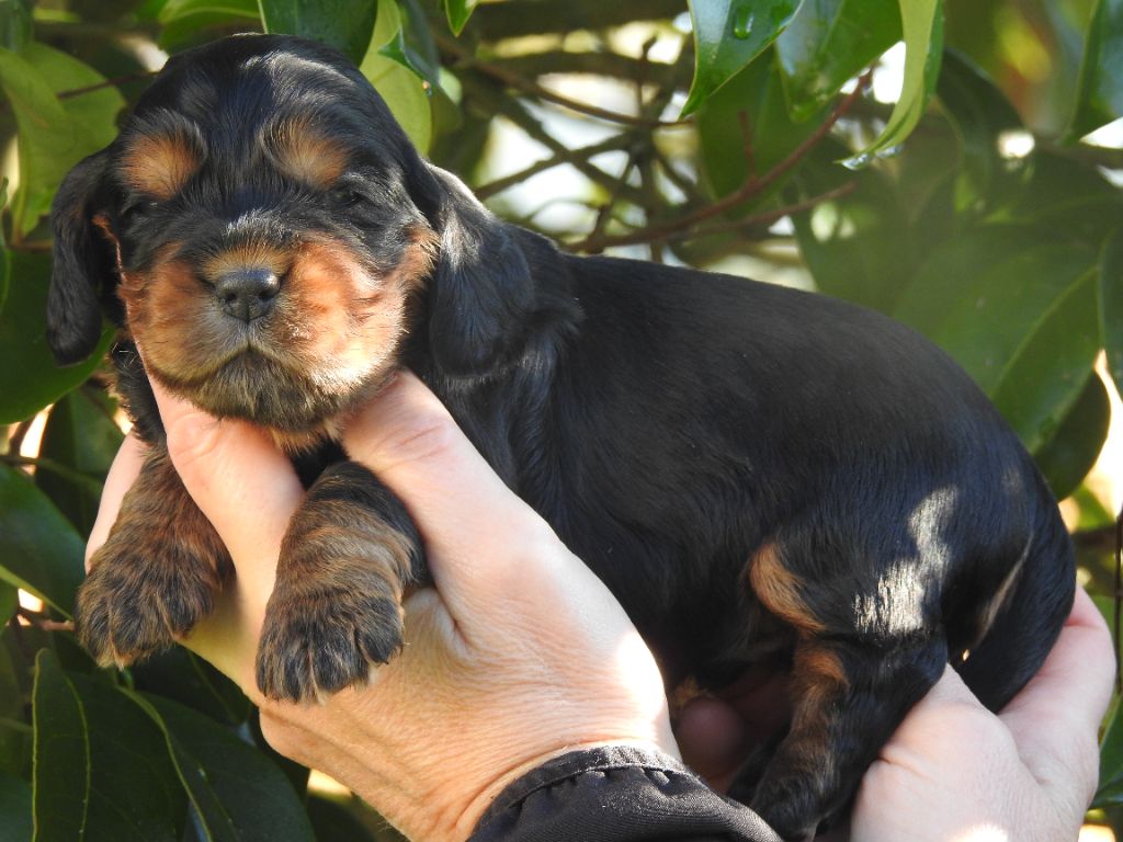 De L'étang Au Miroir - Chiot disponible  - Cocker Spaniel Anglais