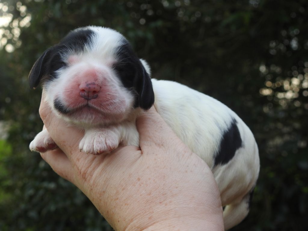 De L'étang Au Miroir - Chiot disponible  - Cocker Spaniel Anglais