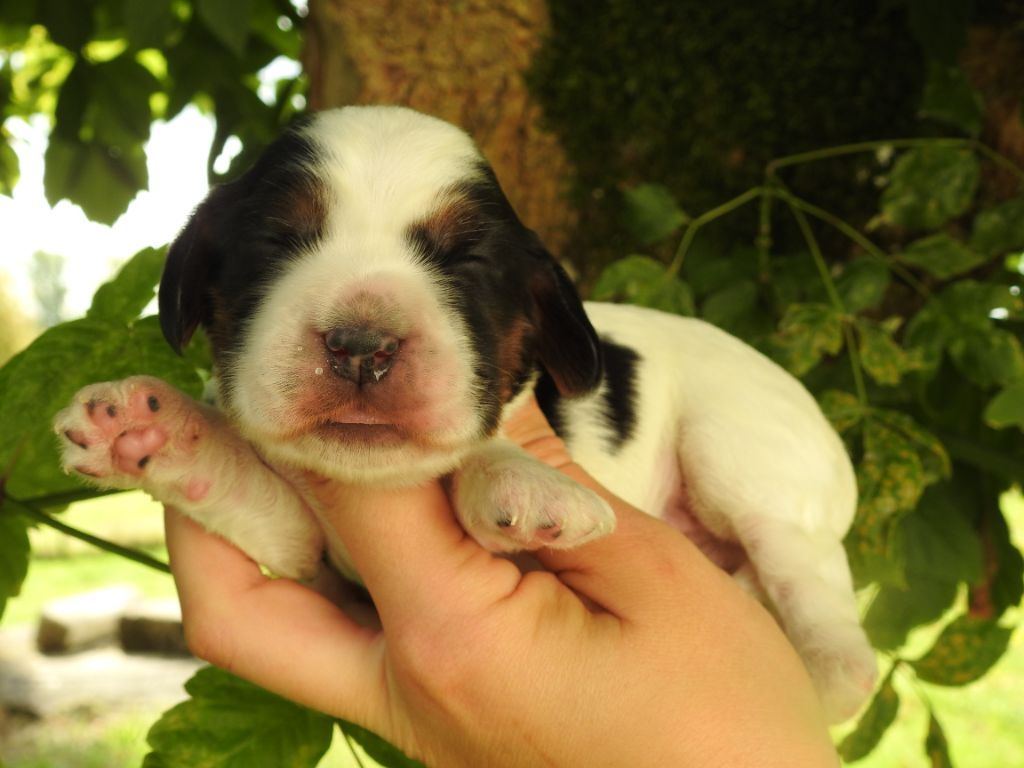 De L'étang Au Miroir - Chiot disponible  - Cocker Spaniel Anglais