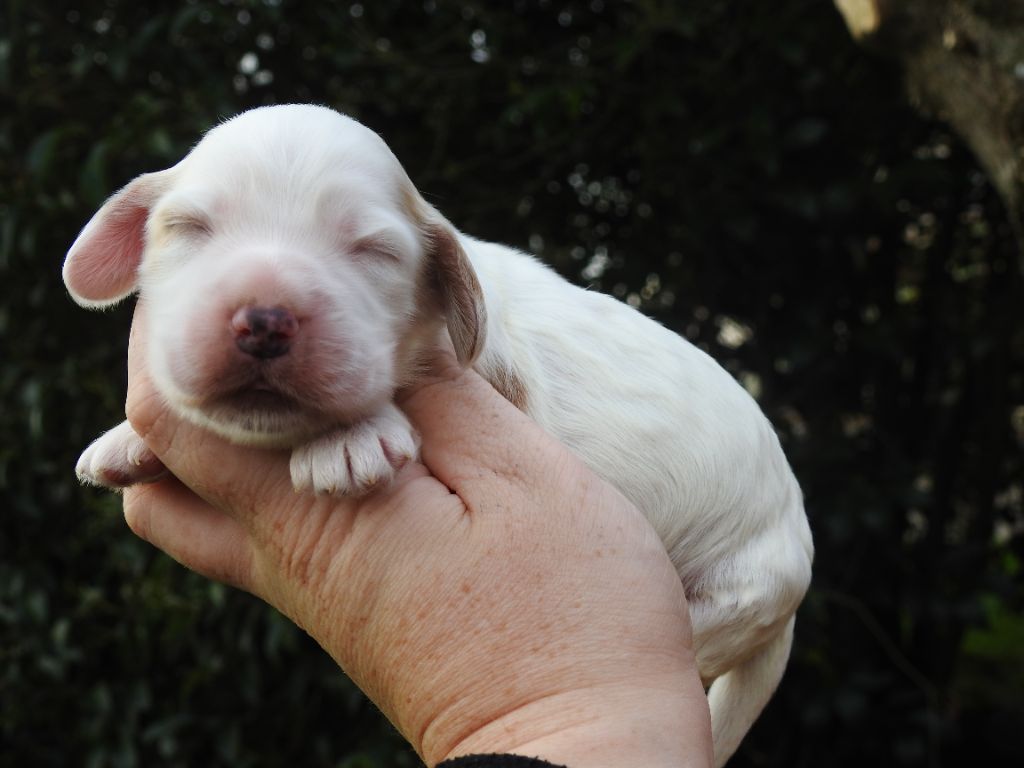 De L'étang Au Miroir - Chiot disponible  - Cocker Spaniel Anglais