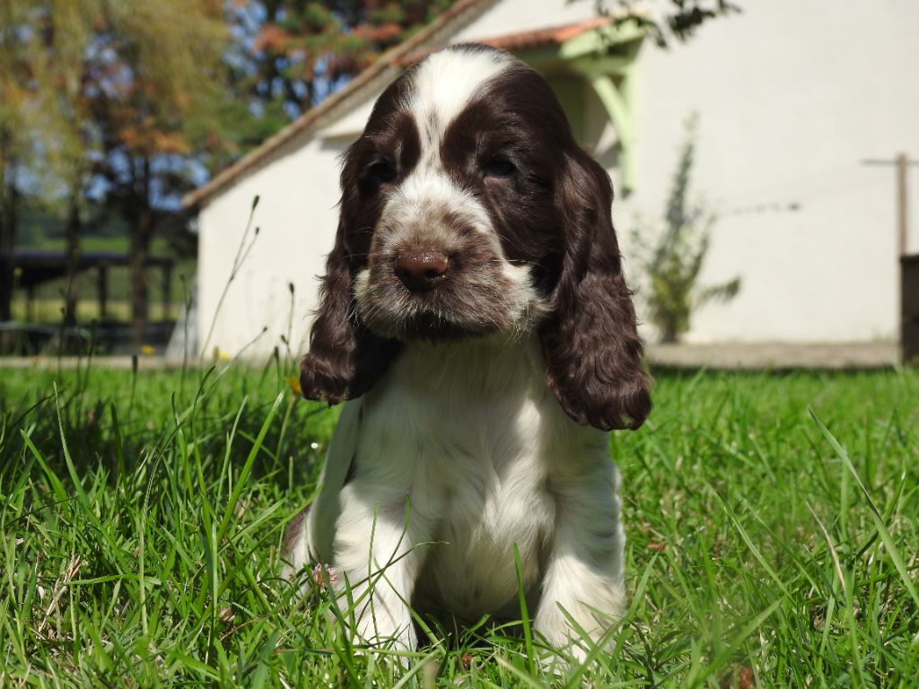 chiot Cocker Spaniel Anglais De L'étang Au Miroir