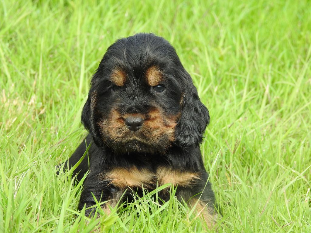 De L'étang Au Miroir - Chiot disponible  - Cocker Spaniel Anglais