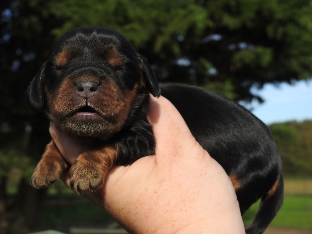 De L'étang Au Miroir - Chiot disponible  - Cocker Spaniel Anglais