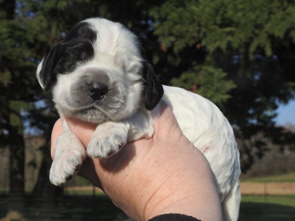 chiot Cocker Spaniel Anglais De L'étang Au Miroir