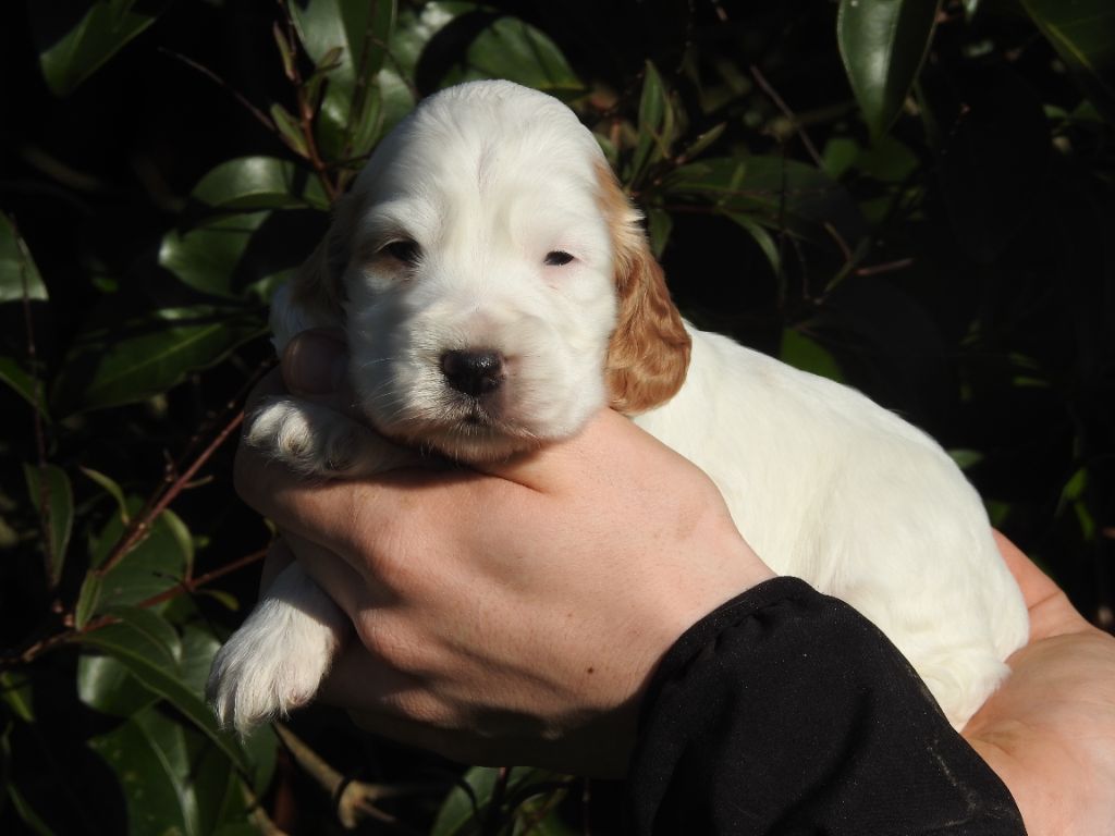 De L'étang Au Miroir - Chiot disponible  - Cocker Spaniel Anglais