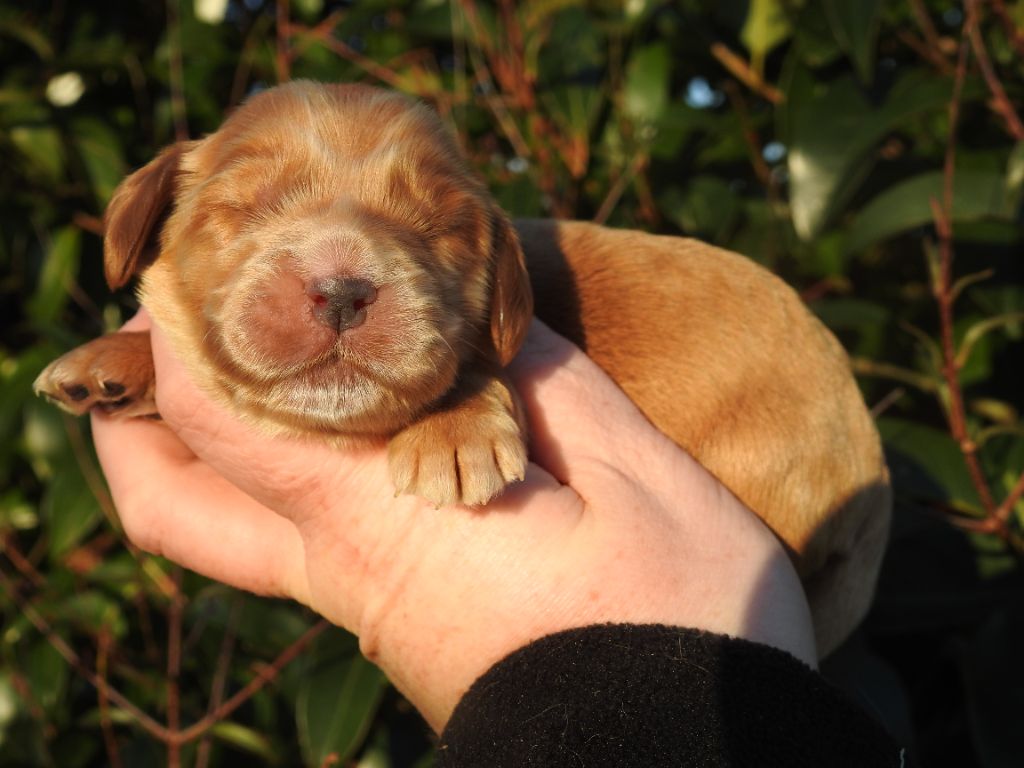 chiot Cocker Spaniel Anglais De L'étang Au Miroir