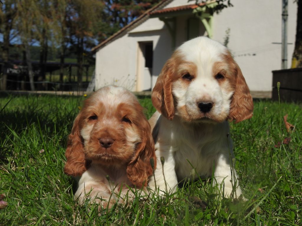 chiot Cocker Spaniel Anglais De L'étang Au Miroir