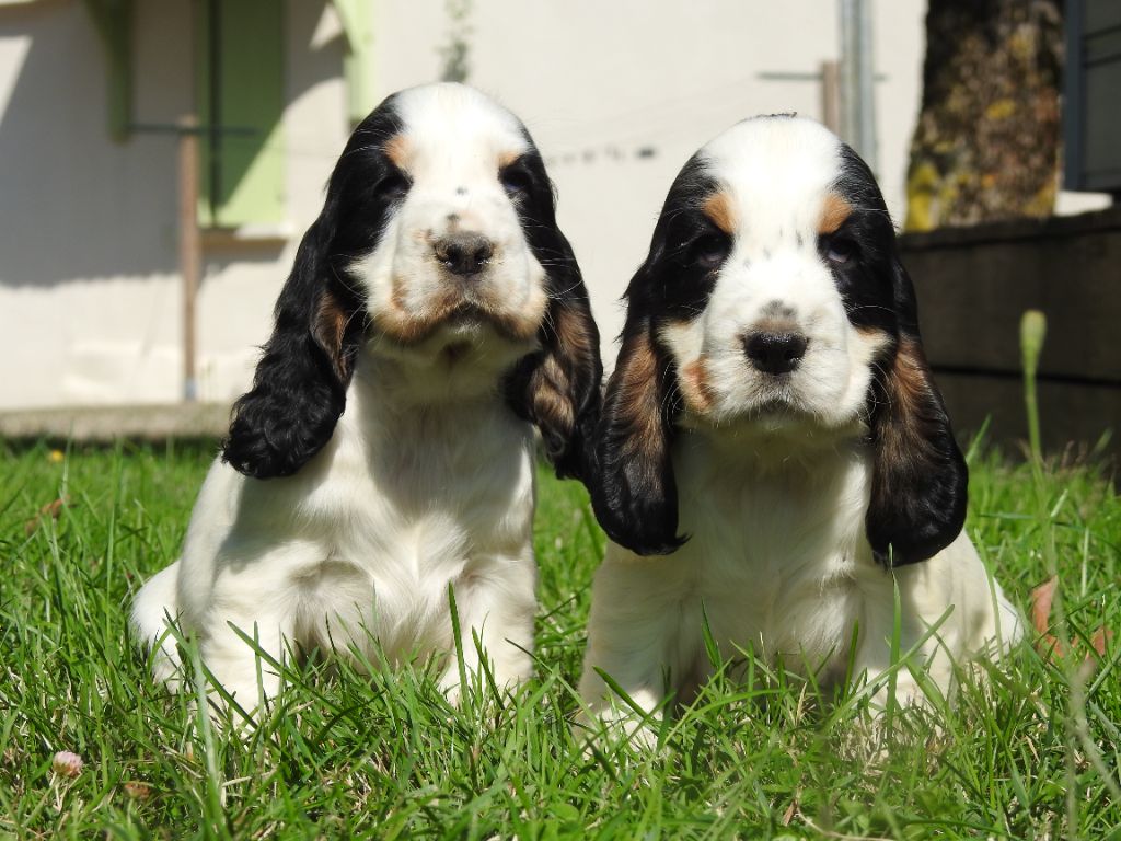 chiot Cocker Spaniel Anglais De L'étang Au Miroir