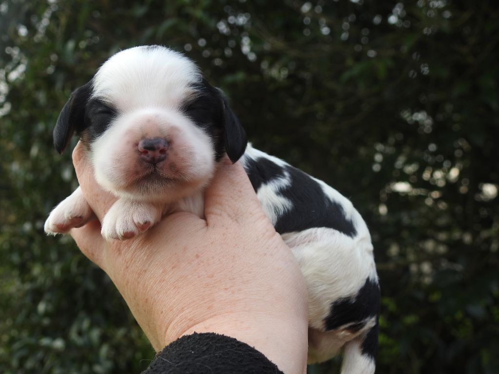 De L'étang Au Miroir - Chiot disponible  - Cocker Spaniel Anglais