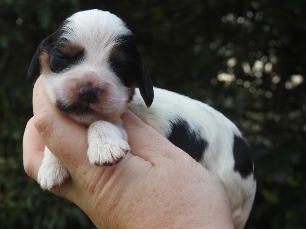 De L'étang Au Miroir - Chiot disponible  - Cocker Spaniel Anglais