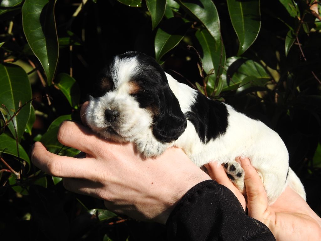 De L'étang Au Miroir - Chiot disponible  - Cocker Spaniel Anglais