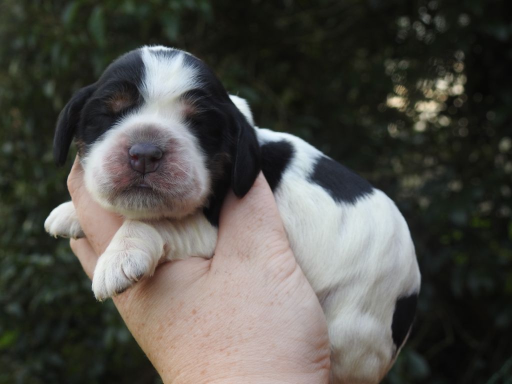 De L'étang Au Miroir - Chiot disponible  - Cocker Spaniel Anglais