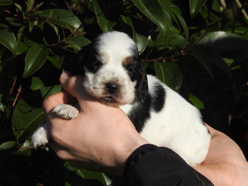 De L'étang Au Miroir - Chiot disponible  - Cocker Spaniel Anglais