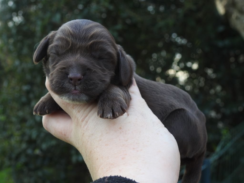 chiot Cocker Spaniel Anglais De L'étang Au Miroir