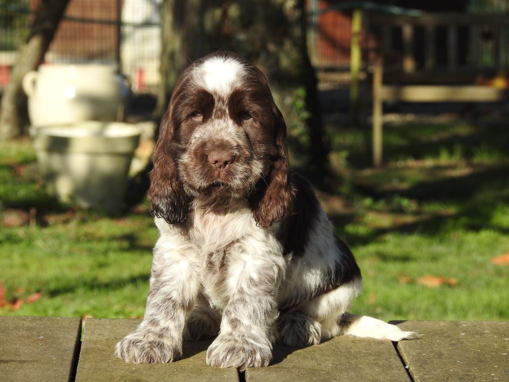 De L'étang Au Miroir - Chiot disponible  - Cocker Spaniel Anglais