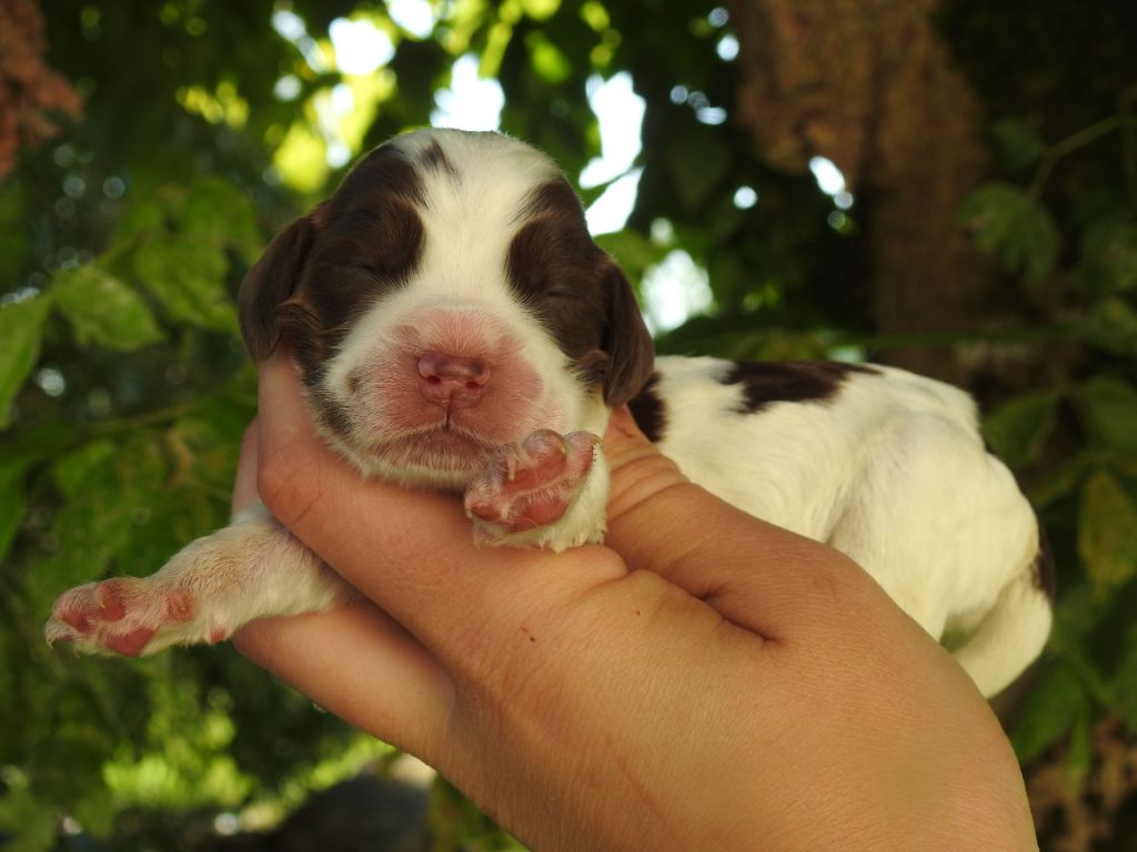 De L'étang Au Miroir - Chiot disponible  - Cocker Spaniel Anglais