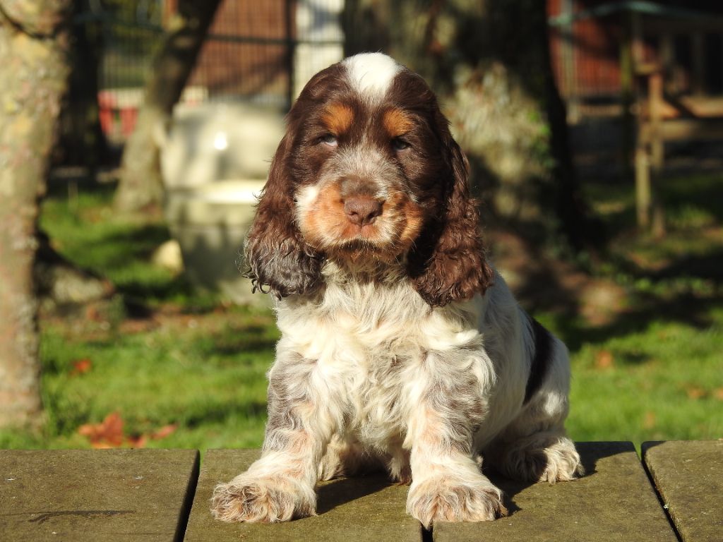 chiot Cocker Spaniel Anglais De L'étang Au Miroir