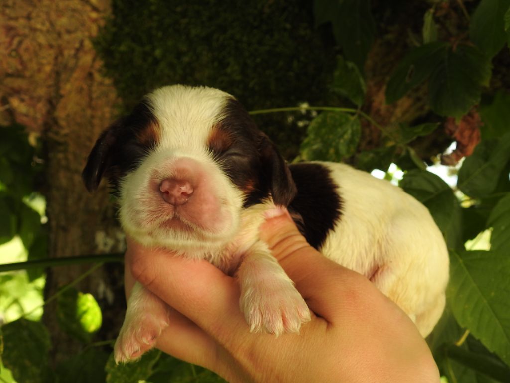 De L'étang Au Miroir - Chiot disponible  - Cocker Spaniel Anglais