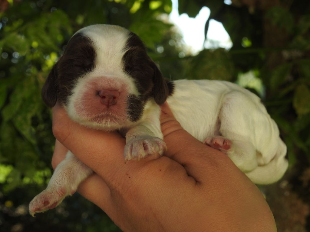 chiot Cocker Spaniel Anglais De L'étang Au Miroir