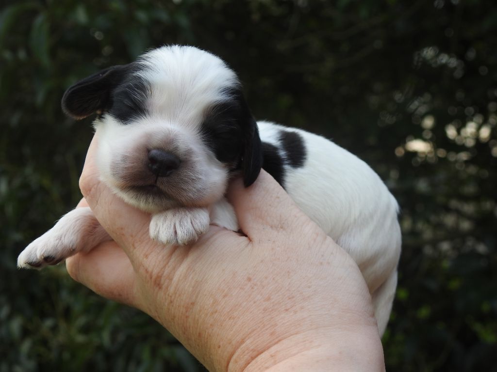 De L'étang Au Miroir - Chiot disponible  - Cocker Spaniel Anglais