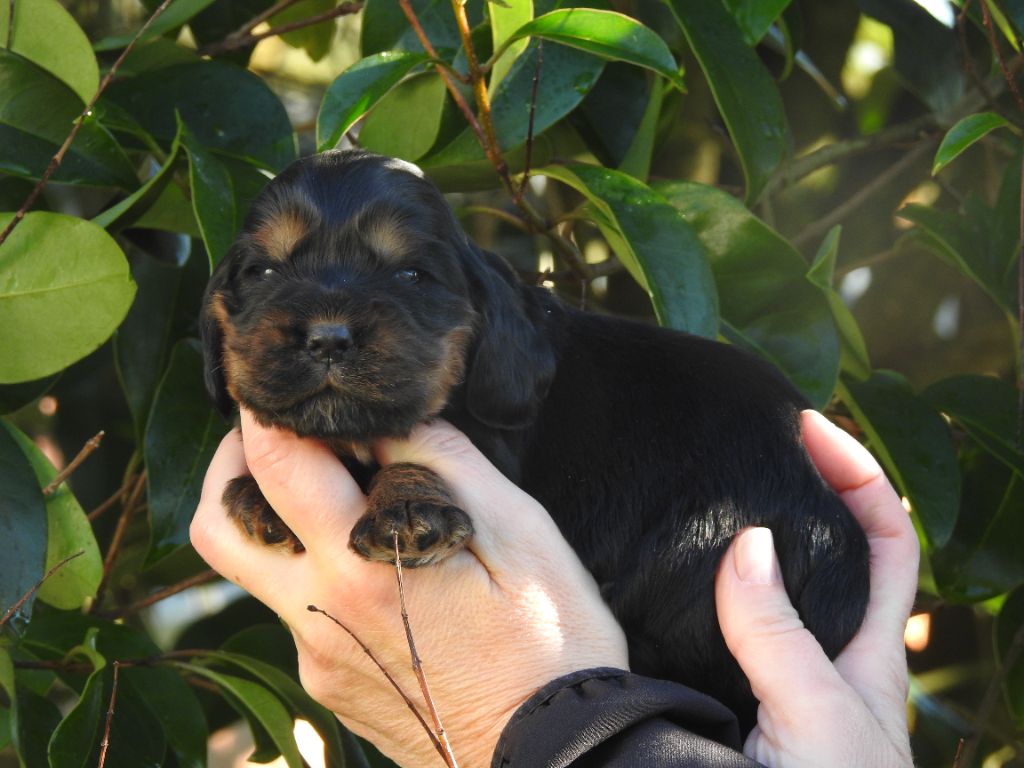 De L'étang Au Miroir - Chiot disponible  - Cocker Spaniel Anglais