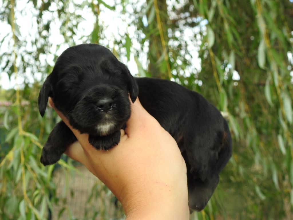 De L'étang Au Miroir - Chiot disponible  - Cocker Spaniel Anglais