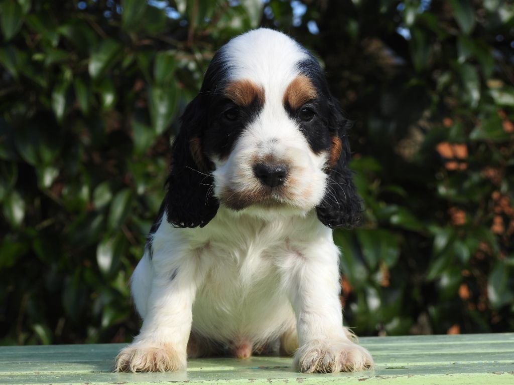 chiot Cocker Spaniel Anglais De L'étang Au Miroir