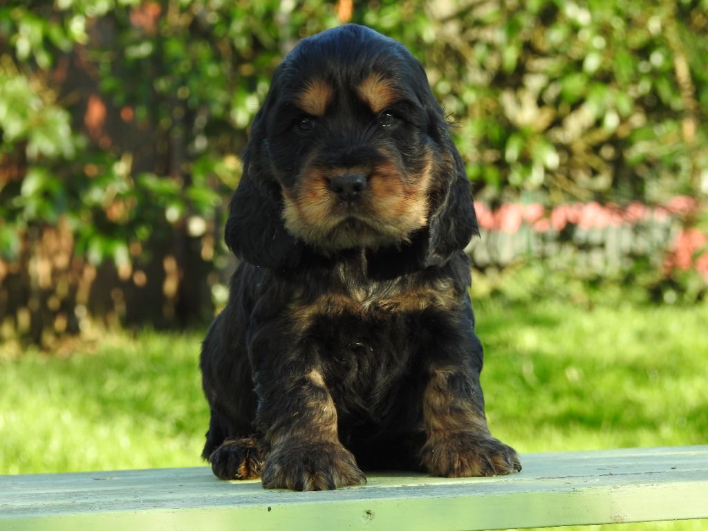 chiot Cocker Spaniel Anglais De L'étang Au Miroir