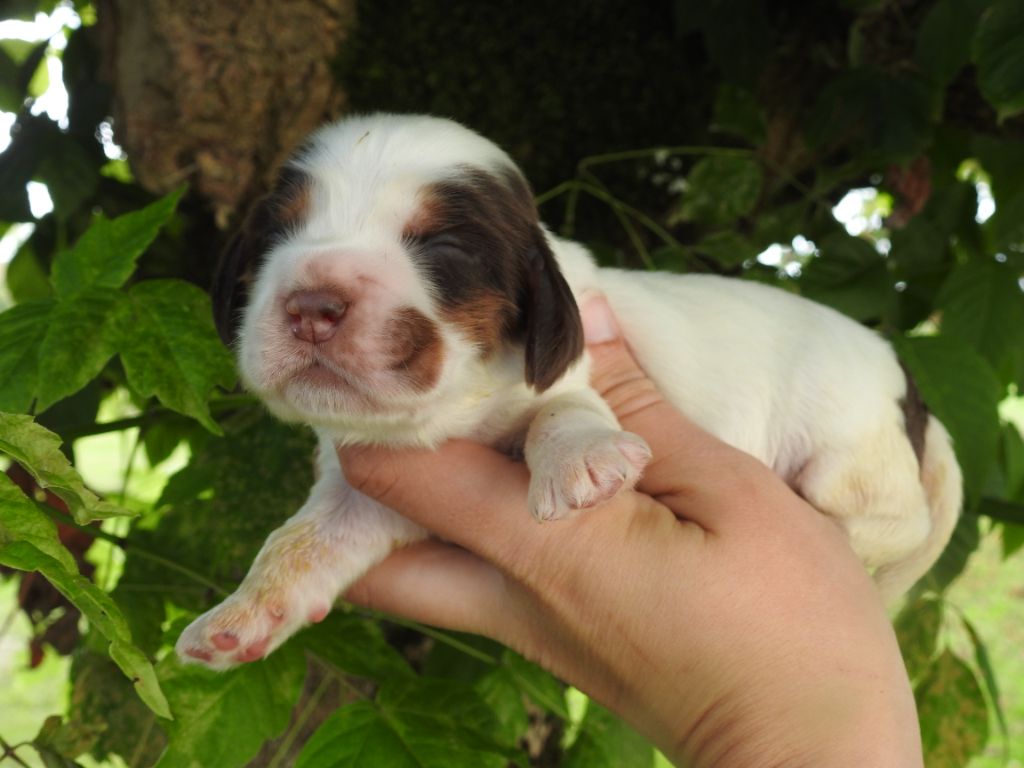 De L'étang Au Miroir - Chiot disponible  - Cocker Spaniel Anglais