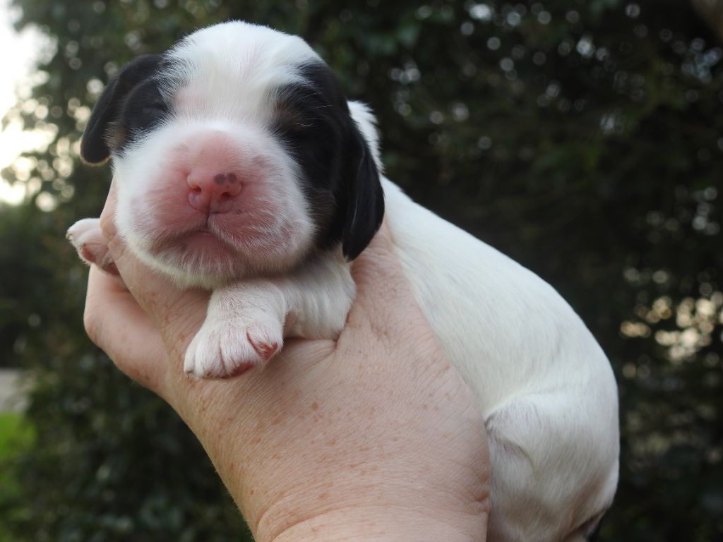 De L'étang Au Miroir - Chiot disponible  - Cocker Spaniel Anglais