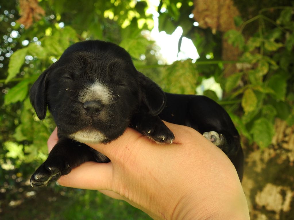 De L'étang Au Miroir - Chiot disponible  - Cocker Spaniel Anglais